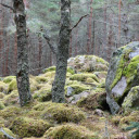 moss stone  screen for extension Chrome web store in OffiDocs Chromium