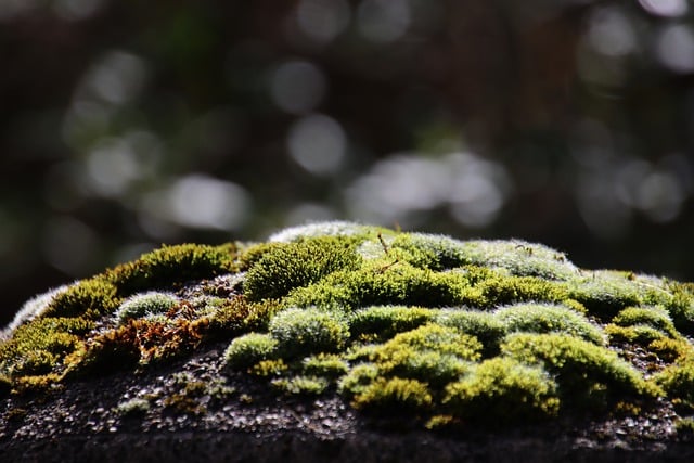 Free download moss stone vegetation green free picture to be edited with GIMP free online image editor
