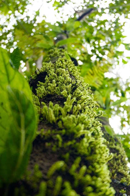 Téléchargement gratuit d'une image gratuite de forêt d'arbres à mousse et de feuilles de nature à modifier avec l'éditeur d'images en ligne gratuit GIMP