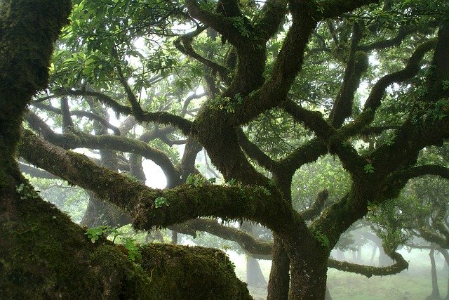 Descarga gratuita Moss Tree Obrastanie - foto o imagen gratis y gratuita para editar con el editor de imágenes en línea GIMP