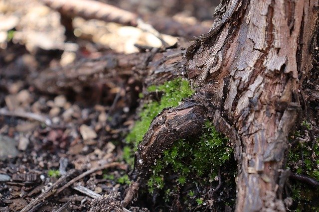 Безкоштовно завантажте Moss Tree Stump — безкоштовну фотографію чи зображення для редагування за допомогою онлайн-редактора зображень GIMP