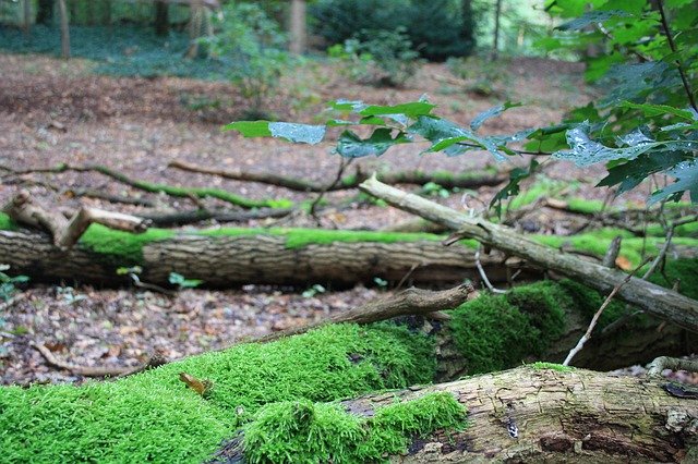 Безкоштовно завантажити Moss Tree Trunk Forest - безкоштовне фото або зображення для редагування за допомогою онлайн-редактора зображень GIMP