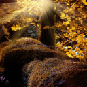 Moss under the leaves  screen for extension Chrome web store in OffiDocs Chromium