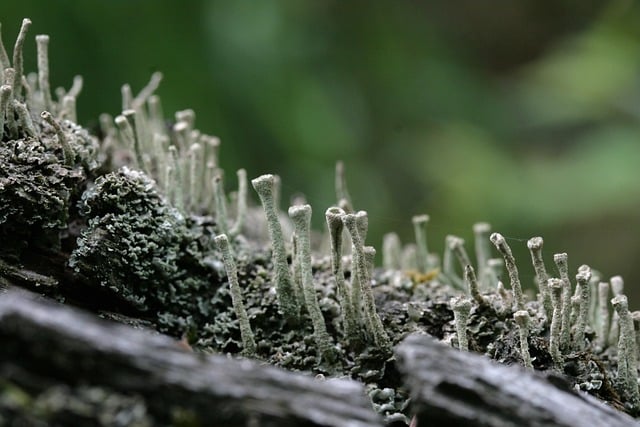 Free download moss weave log weathered botany free picture to be edited with GIMP free online image editor