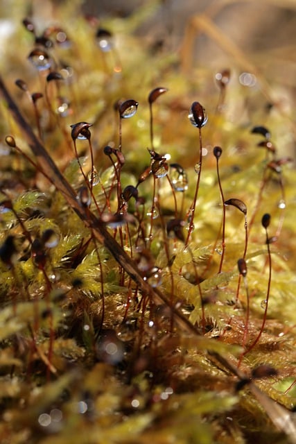Free download moss wet dewdrop waterdrop free picture to be edited with GIMP free online image editor