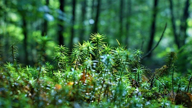 Gratis download Moss Wet Forest Soil - gratis foto of afbeelding om te bewerken met GIMP online afbeeldingseditor