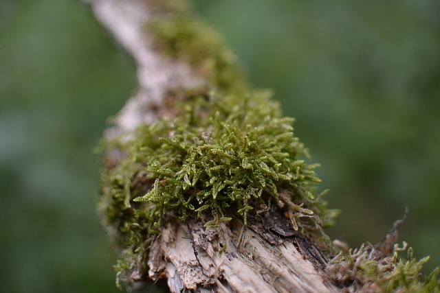 Scarica gratuitamente l'immagine gratuita della natura della foresta di muschio di legno da modificare con l'editor di immagini online gratuito GIMP