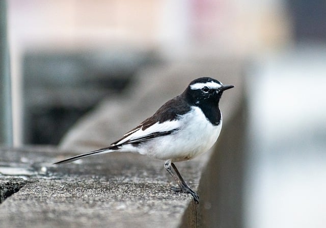 Free download motacilla white browed wagtail free picture to be edited with GIMP free online image editor