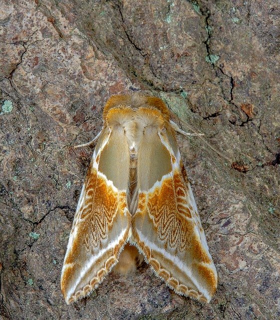 Free download Moth Buff-Arches Wings -  free photo or picture to be edited with GIMP online image editor