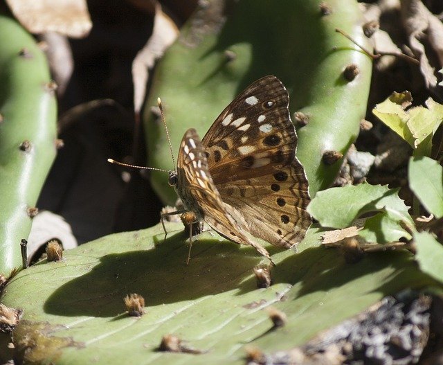 Free download Moth Butterfly Cactus -  free photo or picture to be edited with GIMP online image editor