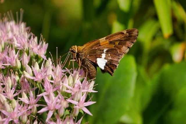 Free download Moth Butterfly Insect -  free photo or picture to be edited with GIMP online image editor