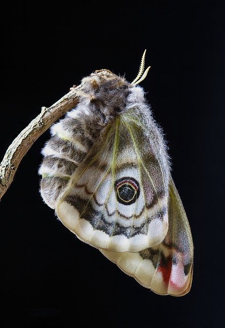 הורדה חינם Moth Emperor-Moth Female - תמונה או תמונה בחינם לעריכה עם עורך התמונות המקוון GIMP