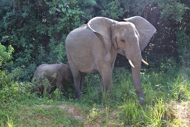 Free download mother african elephant baby young free picture to be edited with GIMP free online image editor