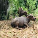 mother buffalo and calf wallpaper  screen for extension Chrome web store in OffiDocs Chromium