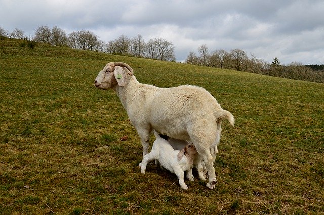 Téléchargement gratuit de Mother-Goat Kid Drinking - photo ou image gratuite à éditer avec l'éditeur d'images en ligne GIMP