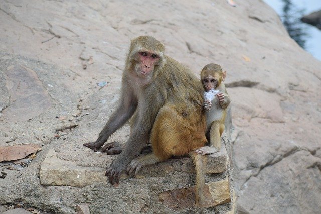 Free picture Mother Monkey Baby -  to be edited by GIMP free image editor by OffiDocs