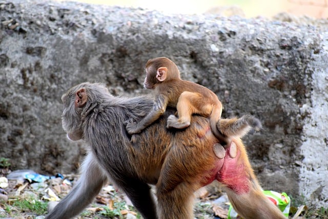 Free download mother monkey baby motherhood mom free picture to be edited with GIMP free online image editor