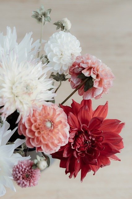 Free download Mothers Day Dahlia Still Life -  free photo or picture to be edited with GIMP online image editor