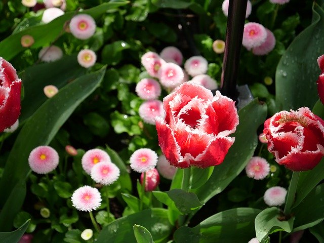 Безкоштовно завантажте Mothers Day Flowers Plant – безкоштовну фотографію чи зображення для редагування за допомогою онлайн-редактора зображень GIMP