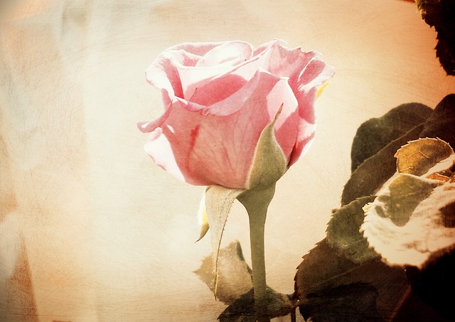 Free download mother s day mom mother mama madre free picture to be edited with GIMP free online image editor