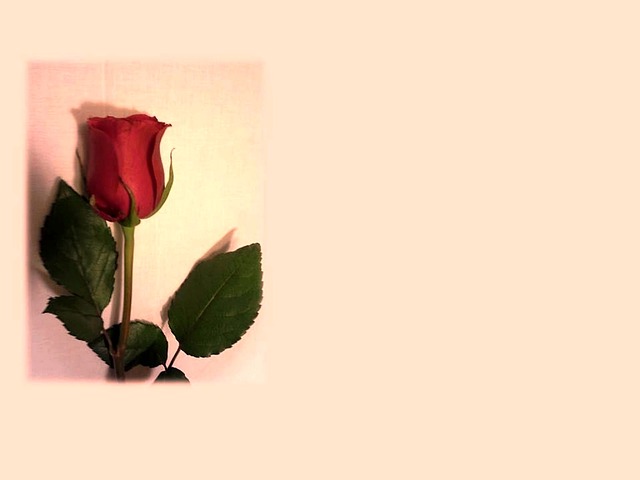 Free download mother s day mom mother may heart free picture to be edited with GIMP free online image editor