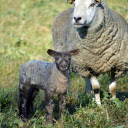 Mother Sheep and Baby Sheep  screen for extension Chrome web store in OffiDocs Chromium