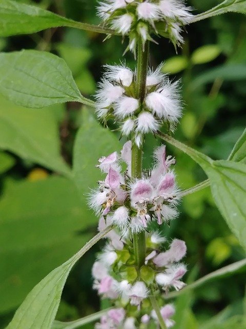 Free download Motherwort Herbs Horticulture -  free photo or picture to be edited with GIMP online image editor