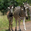 mother zebra and her foal grazing on the savannah  screen for extension Chrome web store in OffiDocs Chromium