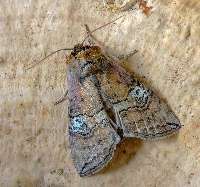 Free download Moth Figure-Of-Eighty Wings -  free photo or picture to be edited with GIMP online image editor
