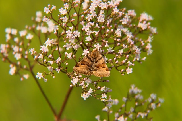 دانلود رایگان عکس مدل آنتن حشره پروانه رایگان برای ویرایش با ویرایشگر تصویر آنلاین رایگان GIMP