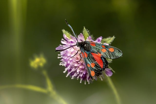 Free download moth insect flower free picture to be edited with GIMP free online image editor