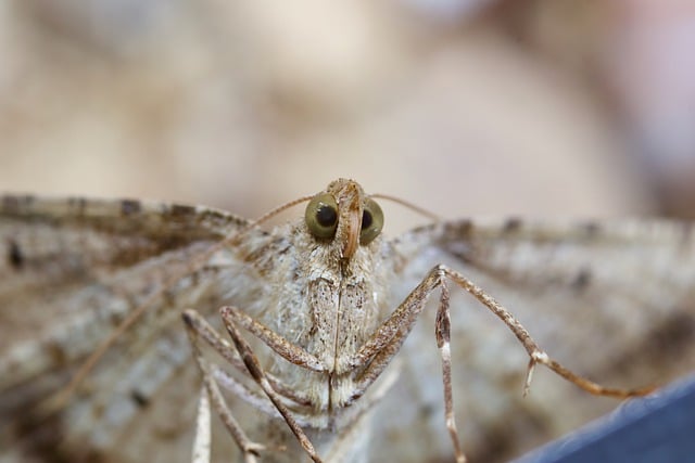 Free download moth insect syneora hemeropa animal free picture to be edited with GIMP free online image editor