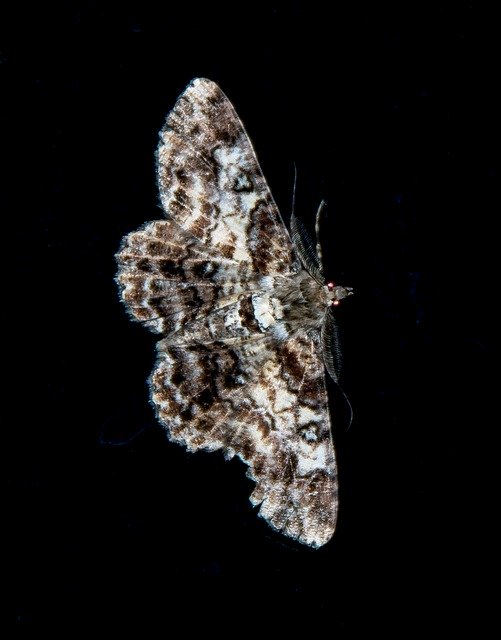 Free download Moth Large Insect -  free photo or picture to be edited with GIMP online image editor