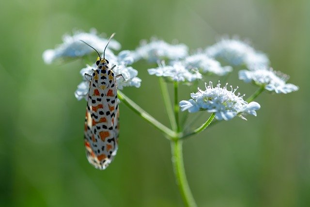 Gratis download Moth Macro Insect - gratis foto of afbeelding om te bewerken met GIMP online afbeeldingseditor