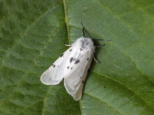 Free download Moth Macro Muslin -  free photo or picture to be edited with GIMP online image editor