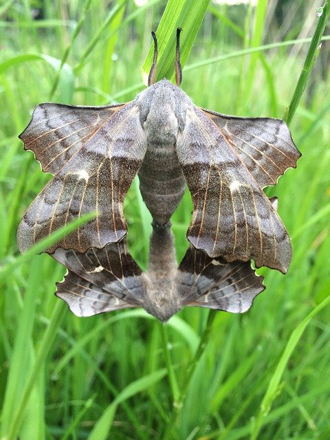 Free download Moth Mating Nature -  free free photo or picture to be edited with GIMP online image editor