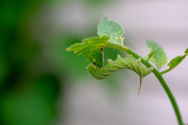 김프 온라인 이미지 편집기로 편집할 무료 사진 템플릿 Moth Nature Green 무료 다운로드