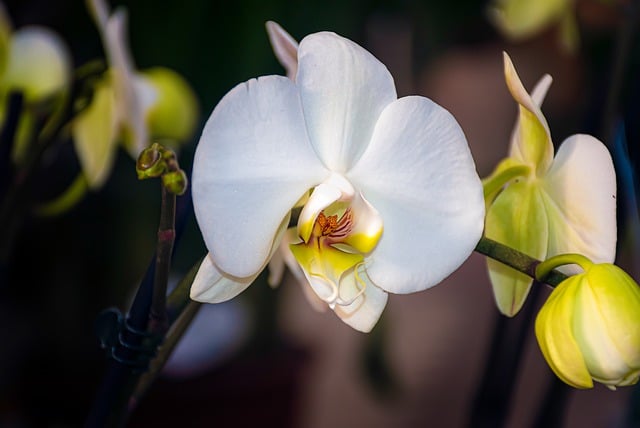 Free download moth orchids orchids flowers free picture to be edited with GIMP free online image editor