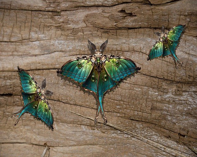 Free download Moths Butterfly Insects -  free illustration to be edited with GIMP free online image editor