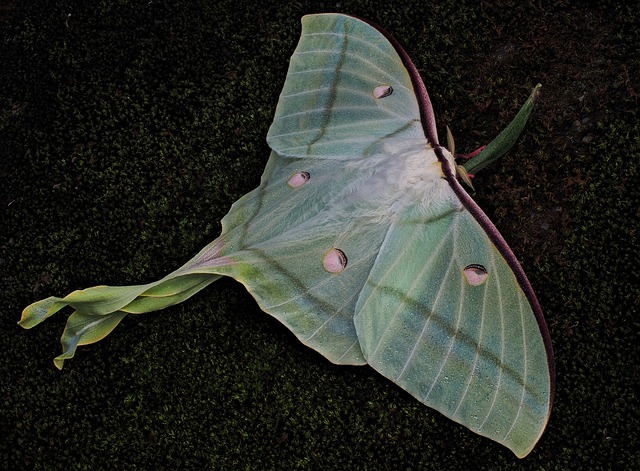 Free download moths mr luna blue free picture to be edited with GIMP free online image editor