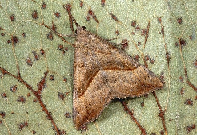 Free download Moth Snout Wings -  free photo or picture to be edited with GIMP online image editor