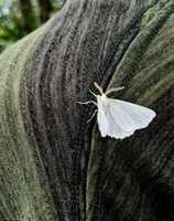 Free download Moth, species unknown free photo or picture to be edited with GIMP online image editor