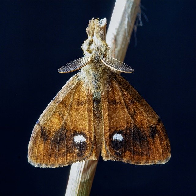 Kostenloser Download Moth Vapourer Wings - kostenloses Foto oder Bild zur Bearbeitung mit GIMP Online-Bildbearbeitung