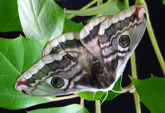 Free download Moth Wings Antenna free photo template to be edited with GIMP online image editor