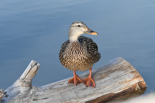 Free download mottled duck bird avian wildlife free picture to be edited with GIMP free online image editor