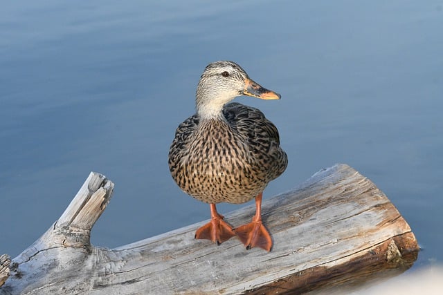 Gratis download gevlekte eend vogel aviaire dieren in het wild gratis foto om te bewerken met GIMP gratis online afbeeldingseditor