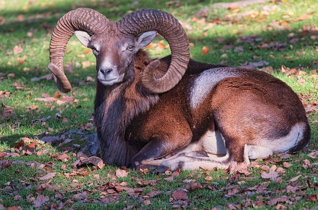 Free download mouflon aries horned lying free picture to be edited with GIMP free online image editor