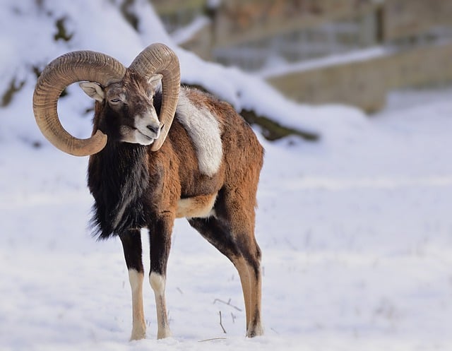 Free download mouflon aries horns winter cold free picture to be edited with GIMP free online image editor