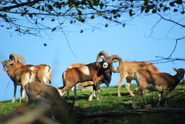 Free download mouflon aries wildlife horns group free picture to be edited with GIMP free online image editor