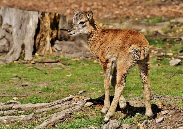 Free download mouflon cub aries wild animal free picture to be edited with GIMP free online image editor